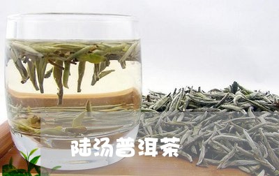 陆汤普洱茶/2023090631493