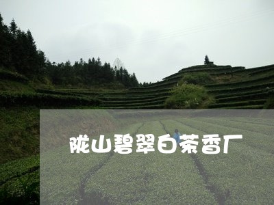 陇山碧翠白茶香厂/2023071141506