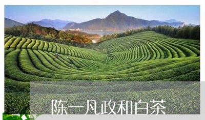 陈一凡政和白茶/2023061115169