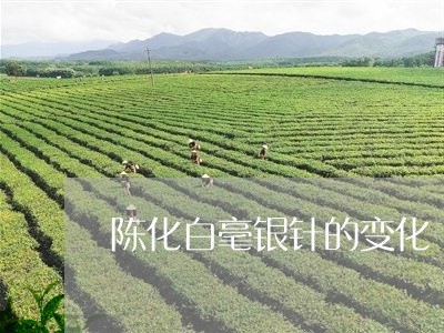 陈化白毫银针的变化/2023120495018