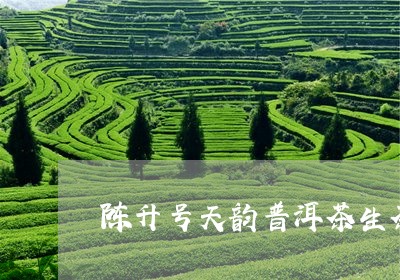 陈升号天韵普洱茶生茶/2023062476956