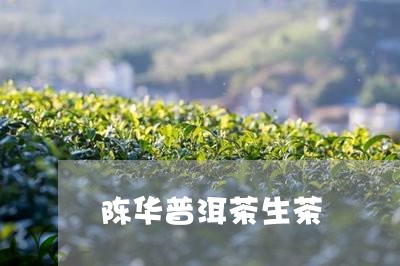 陈华普洱茶生茶/2023102624814