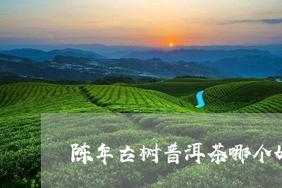 陈年古树普洱茶哪个好/2023072401684