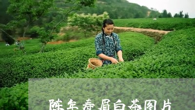 陈年寿眉白茶图片/2023071110381