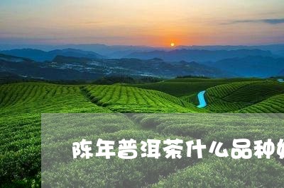 陈年普洱茶什么品种好/2023062496384