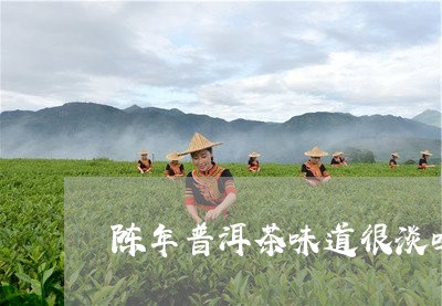 陈年普洱茶味道很淡吗/2023080264159