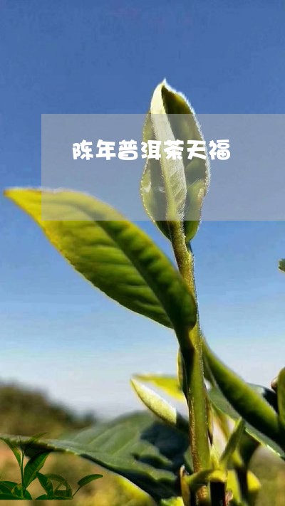 陈年普洱茶天福/2023112539482