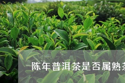 陈年普洱茶是否属熟茶/2023100703048