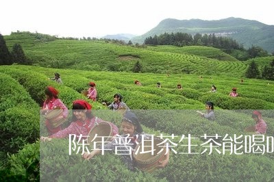 陈年普洱茶生茶能喝吗/2023110347572