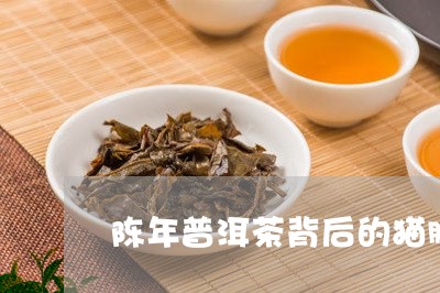 陈年普洱茶背后的猫腻/2023062800704