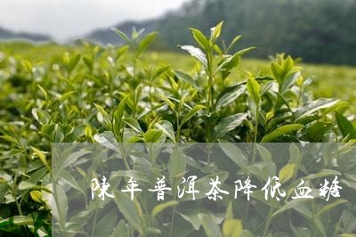 陈年普洱茶降低血糖/2023120583605