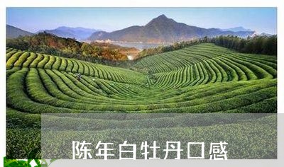 陈年白牡丹口感/2023112372715