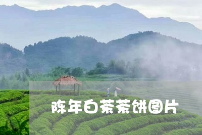 陈年白茶茶饼图片/2023071139363