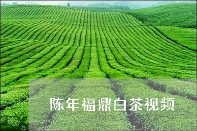 陈年福鼎白茶视频/2023071170694