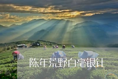 陈年荒野白毫银针/2023090970402