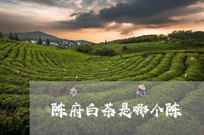 陈府白茶是哪个陈/2023071159484