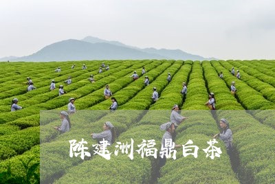 陈建洲福鼎白茶/2023082617282