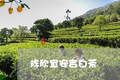 陈欣宜安吉白茶/2023061176250