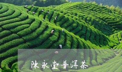 陈永堂普洱茶/2023090691725