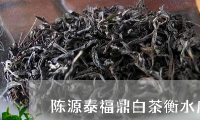 陈源泰福鼎白茶衡水店/2023120638160