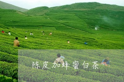 陈皮加蜂蜜白茶/2023063048363