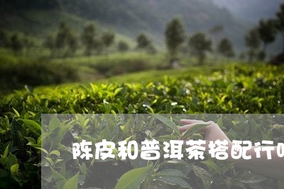 陈皮和普洱茶搭配行吗/2023112459504