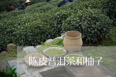 陈皮普洱茶和柚子/2023081698368