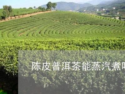 陈皮普洱茶能蒸汽煮吗/2023092826147