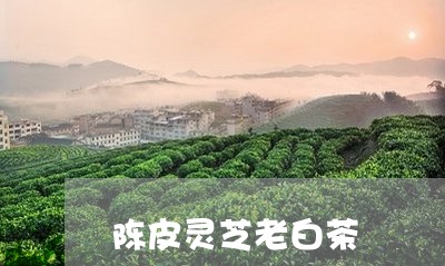 陈皮灵芝老白茶/2023061115061