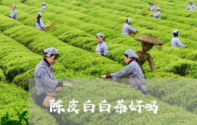 陈皮白白茶好吗/2023061046947