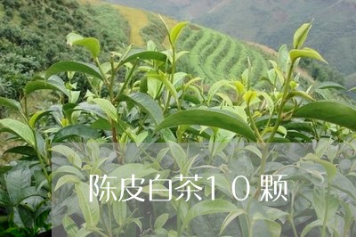 陈皮白茶10颗/2023063088272