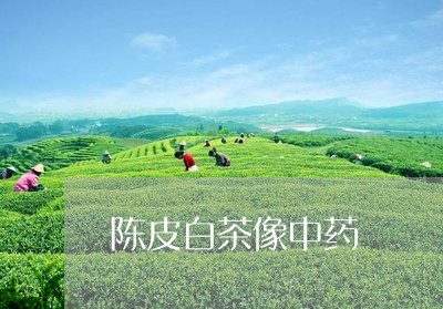 陈皮白茶像中药/2023063012694