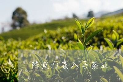 陈皮白茶八马茶业/2023071325370