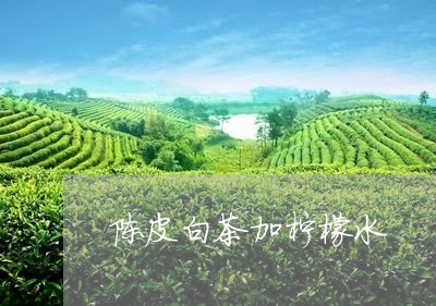 陈皮白茶加柠檬水/2023071350726