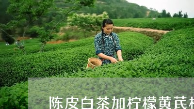 陈皮白茶加柠檬黄芪枸杞/2023082637594