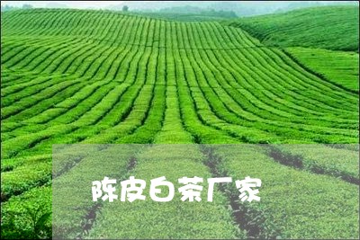 陈皮白茶厂家/2023052564935