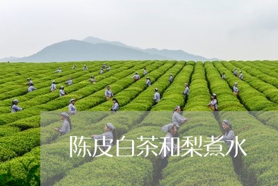 陈皮白茶和梨煮水/2023071358482