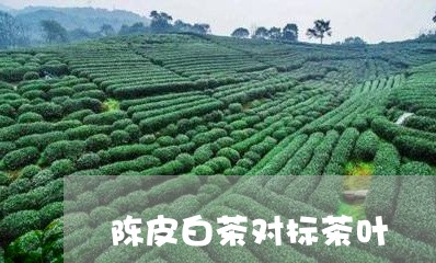 陈皮白茶对标茶叶/2023071338603