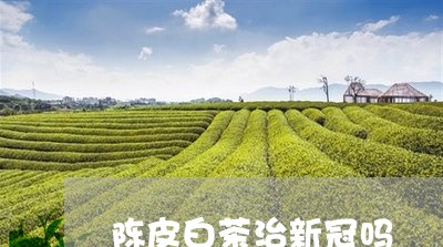 陈皮白茶治新冠吗/2023071283016