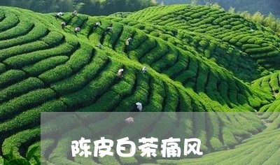 陈皮白茶痛风/2023052494036