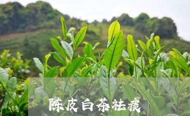 陈皮白茶祛痰/2023052573715