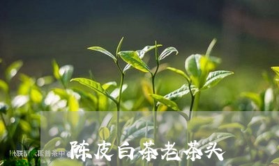 陈皮白茶老茶头/2023061185147