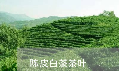 陈皮白茶茶叶/2023052450382