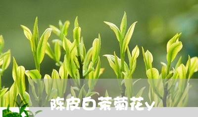 陈皮白茶菊花y/2023061038481