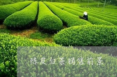 陈皮白茶销售前景/2023071215069