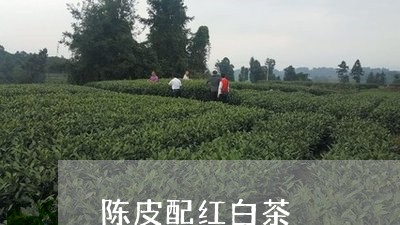 陈皮配红白茶/2023052563947