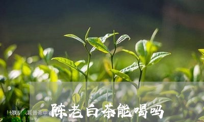 陈老白茶能喝吗/2023061116050