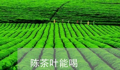 陈茶叶能喝/2023041708397