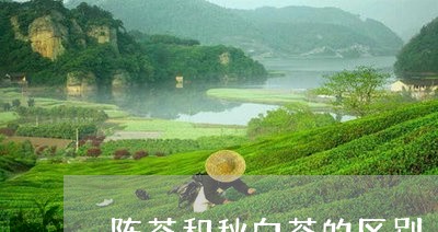 陈茶和秋白茶的区别/2023073047260