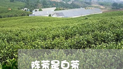 陈茶是白茶/2023051139404